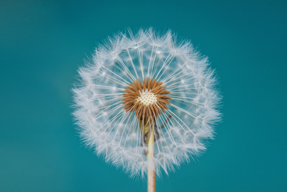 dandelion-poster