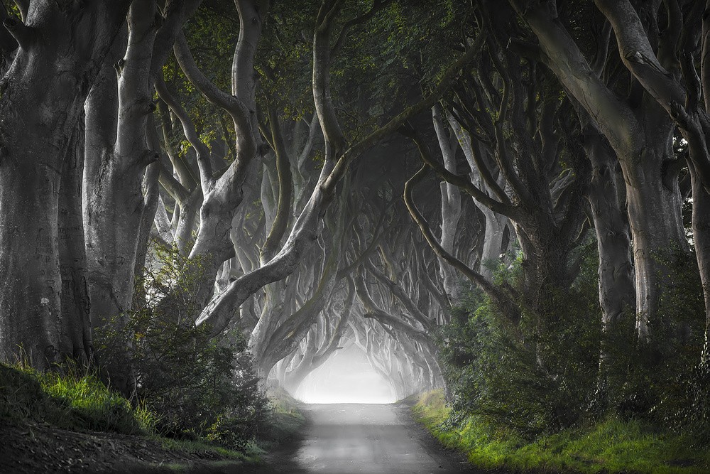 dark-hedges-poster