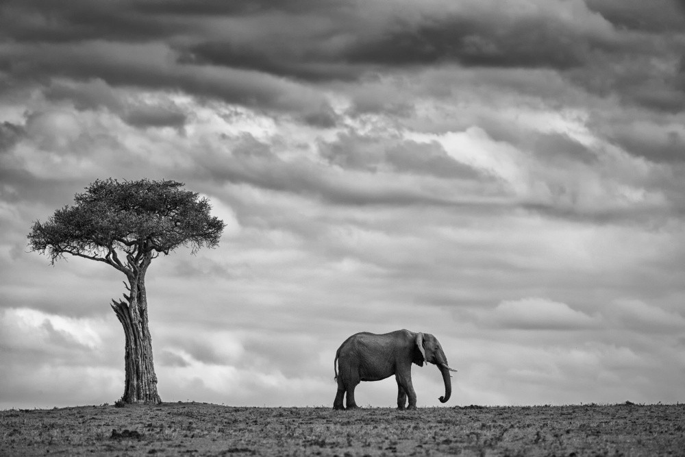elephant-landscape-poster