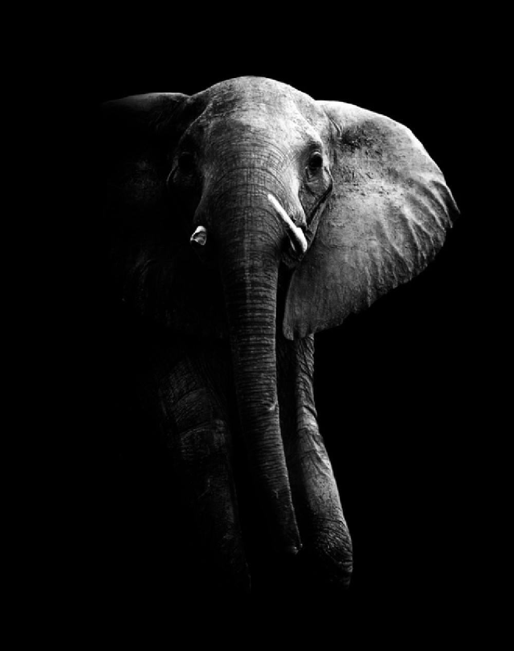 elephant-poster