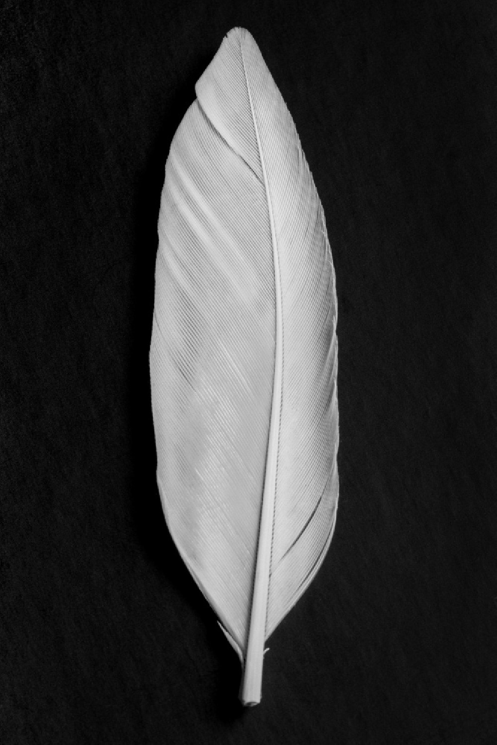 feather-poster
