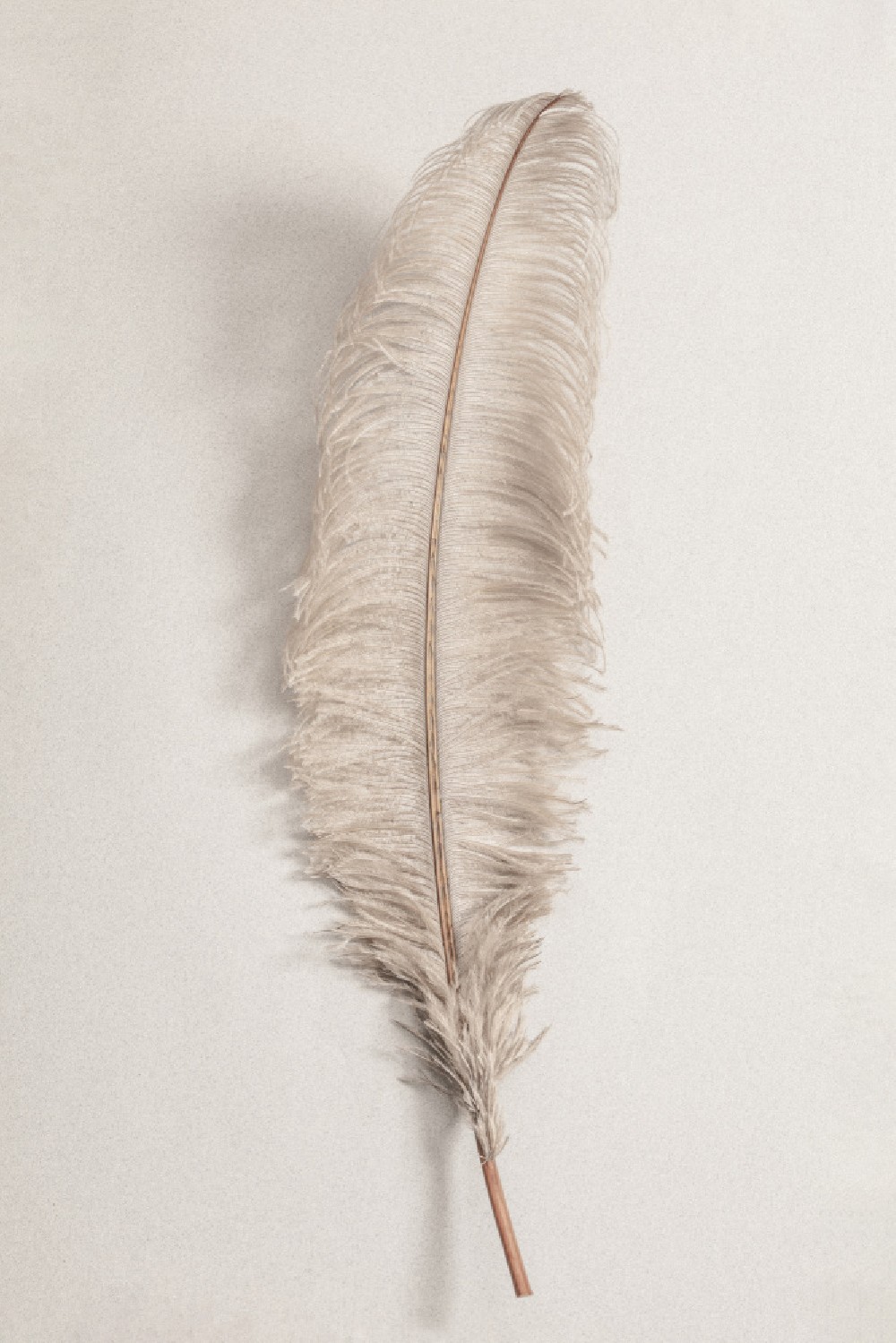 feather-poster