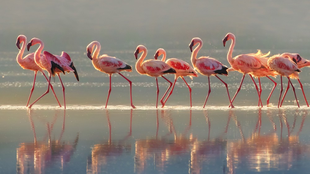 flamingo-poster
