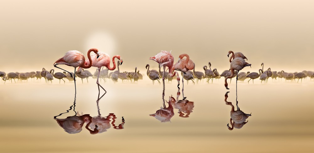 flamingos-poster