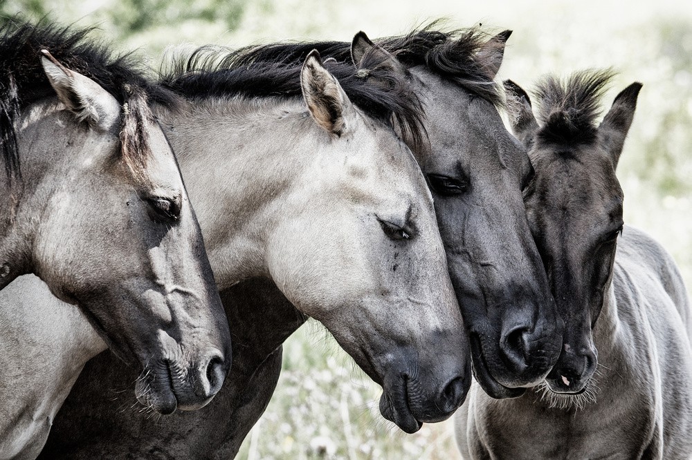 four-konik-horses-poster