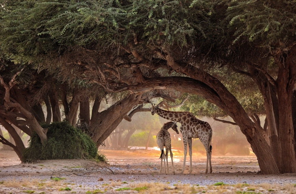 giraffe-namibia-poster