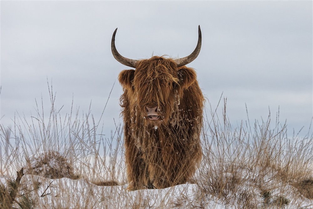 highlander-in-snow-poster