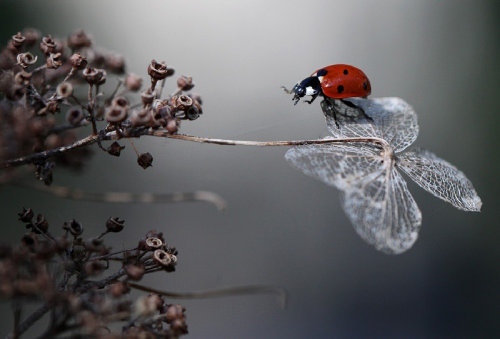 ladybird-on-hydrangea-poster