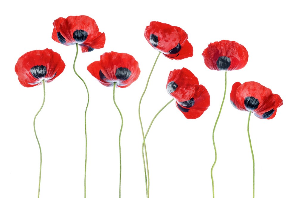 ladybird-poppies-poster