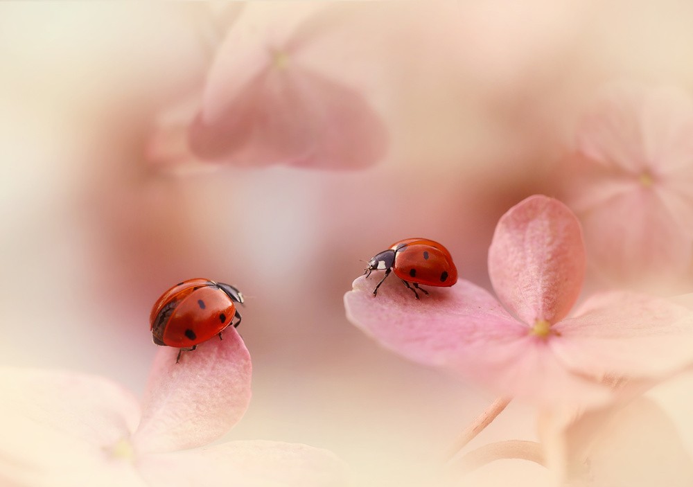 ladybirds-on-pink-hydrangea-poster