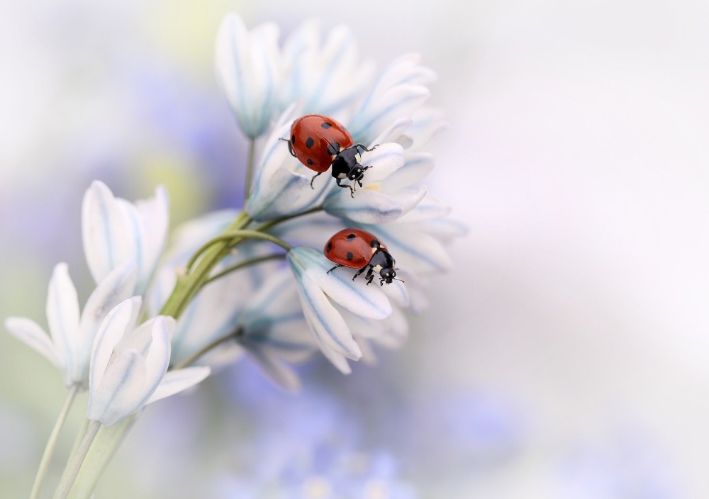 ladybirds-poster