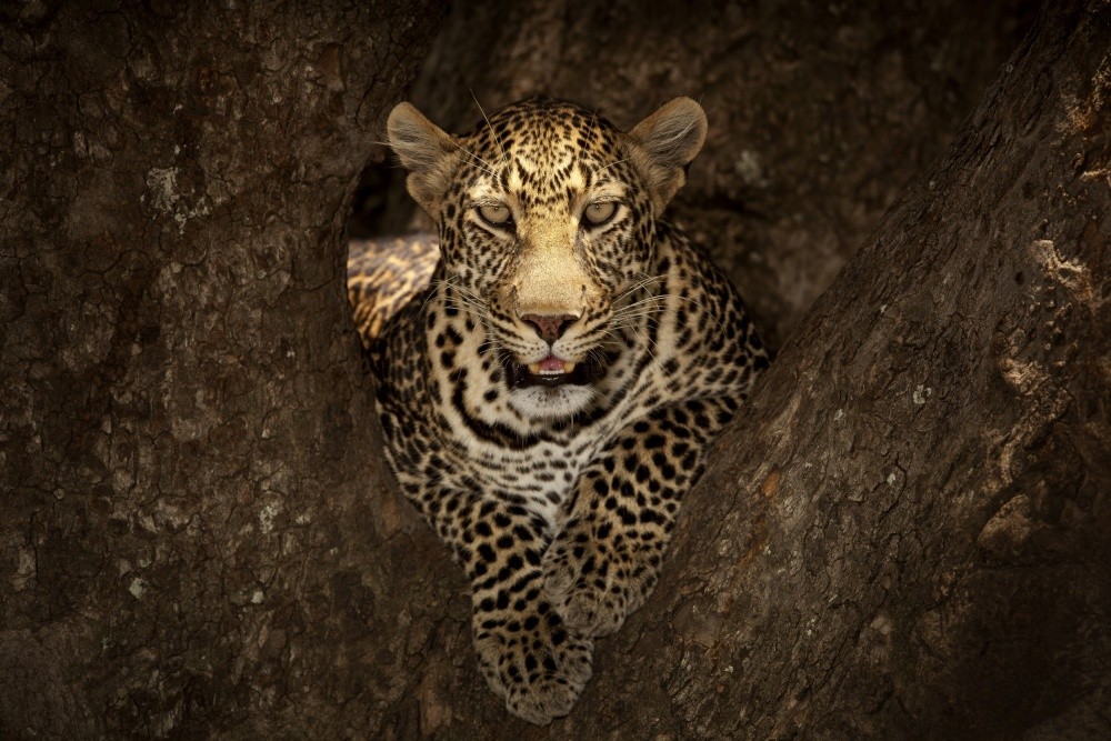 leopard-resting-on-a-tree-at-masai-mara-poster