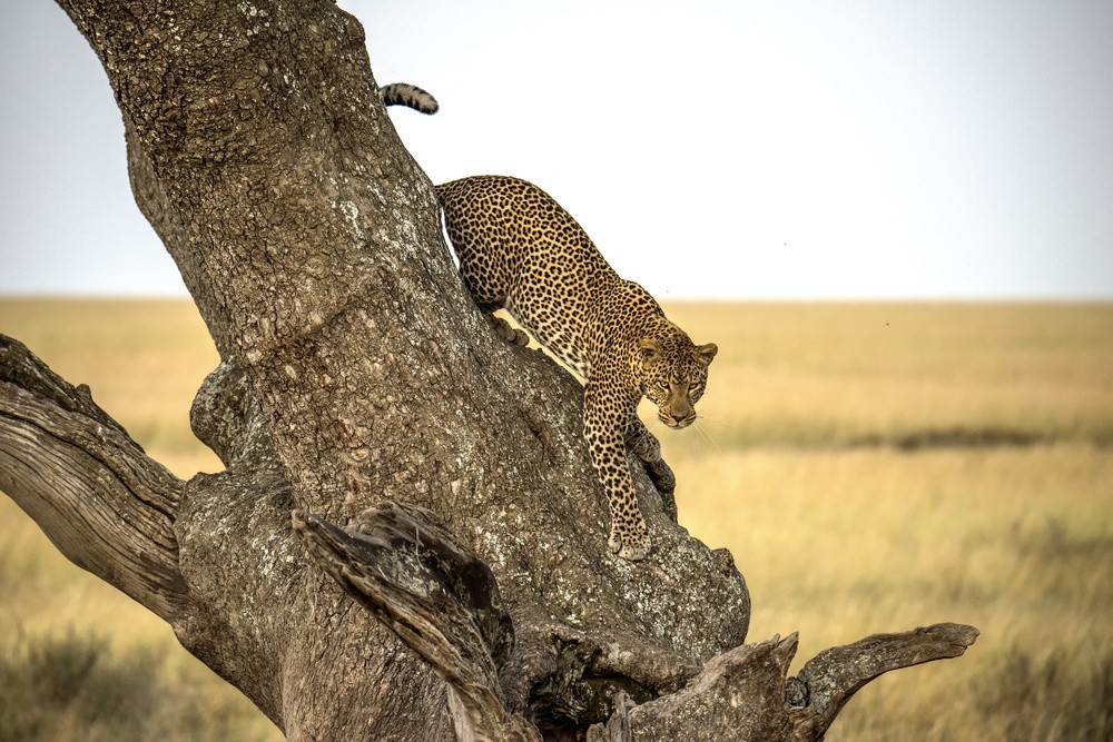 leopard-serengheti-tanzania-poster