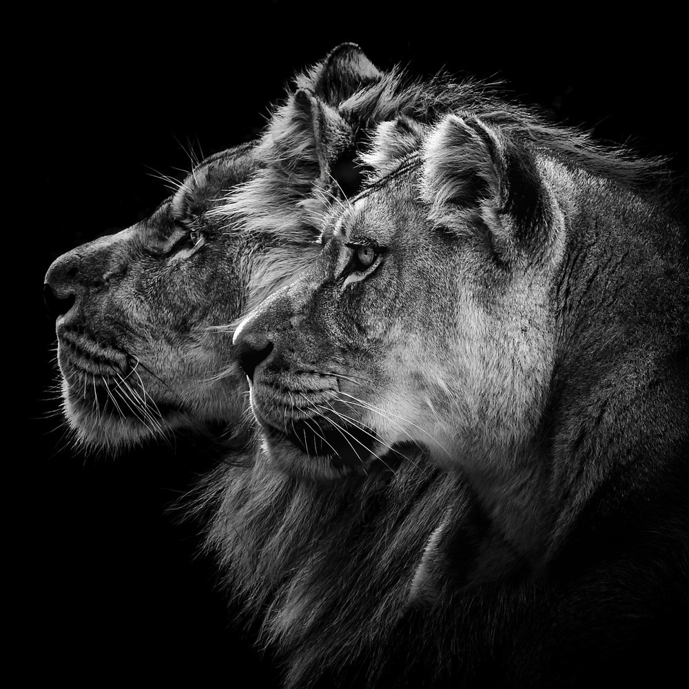 lion-and-lioness-portrait-poster