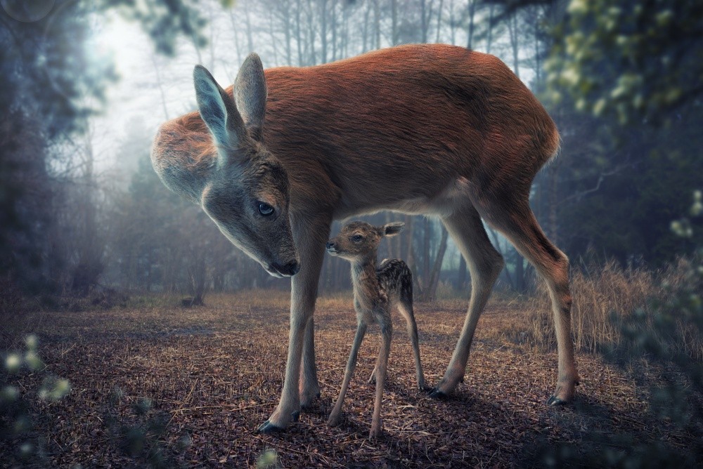 mother-and-fawn-poster