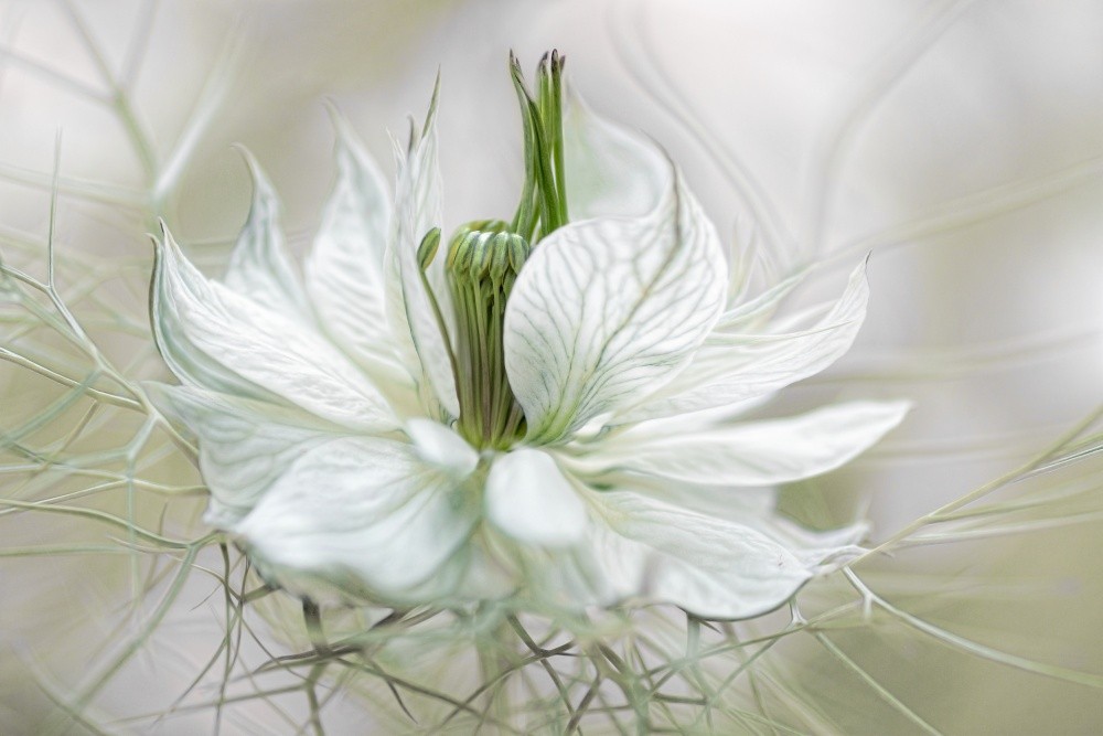 nigella-poster