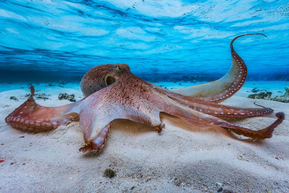 octopus-poster