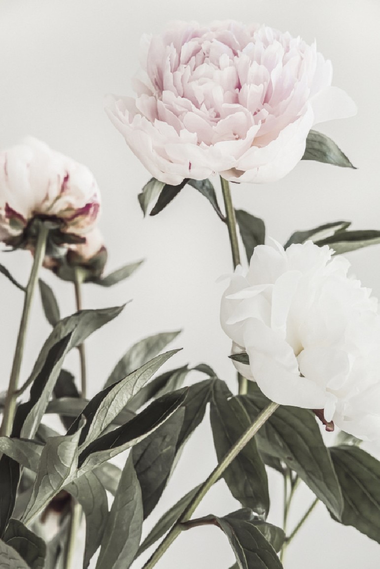 peony-04