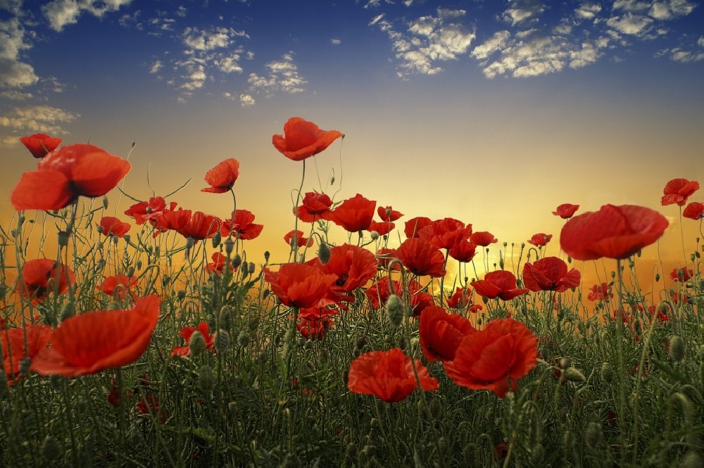 poppies-poster