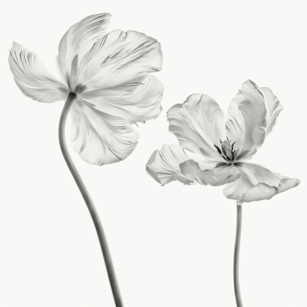 same-tulip-front-and-backview-poster