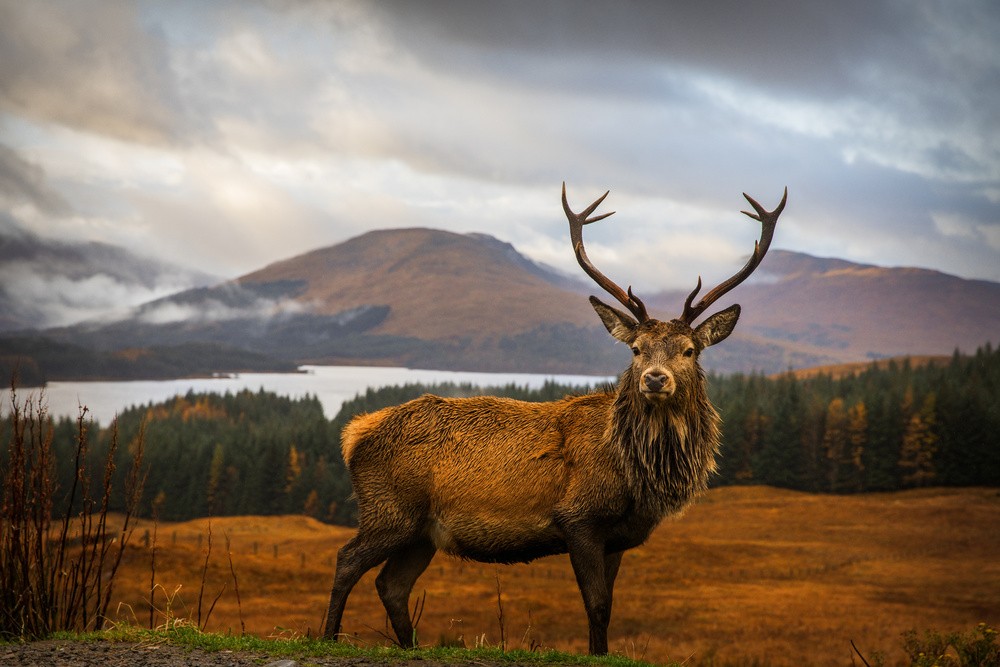 scottish-stag-poster