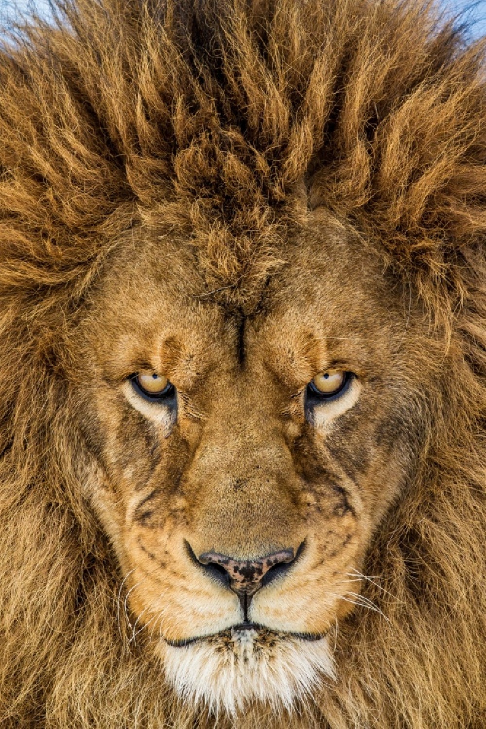 serious-lion-poster