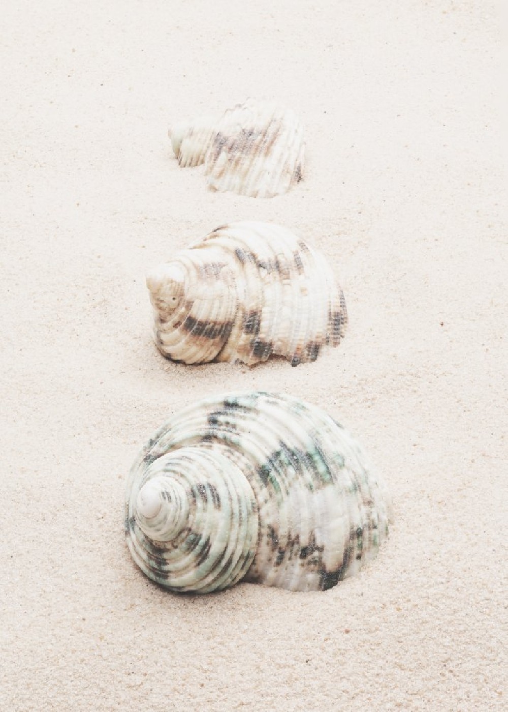 shells-poster