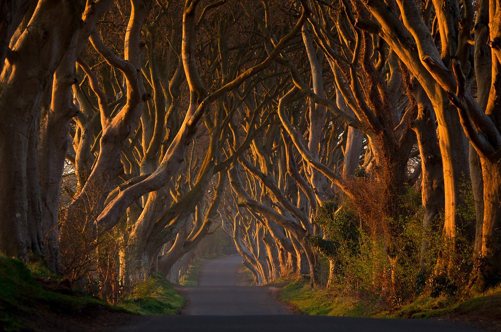 the-dark-hedges-in-the-morning-sunshine-poster