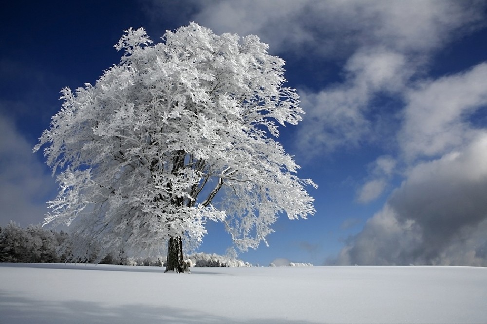 white-windbuche-in-black-forest-poster