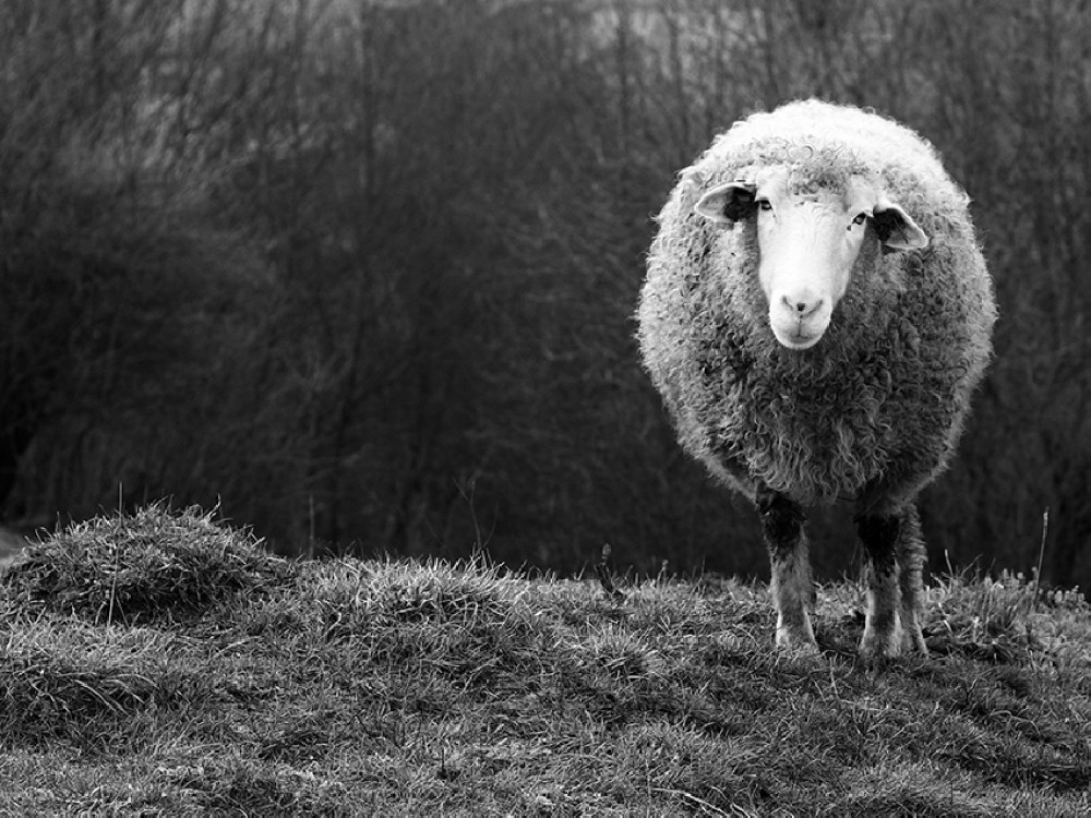 wondering-sheep-poster