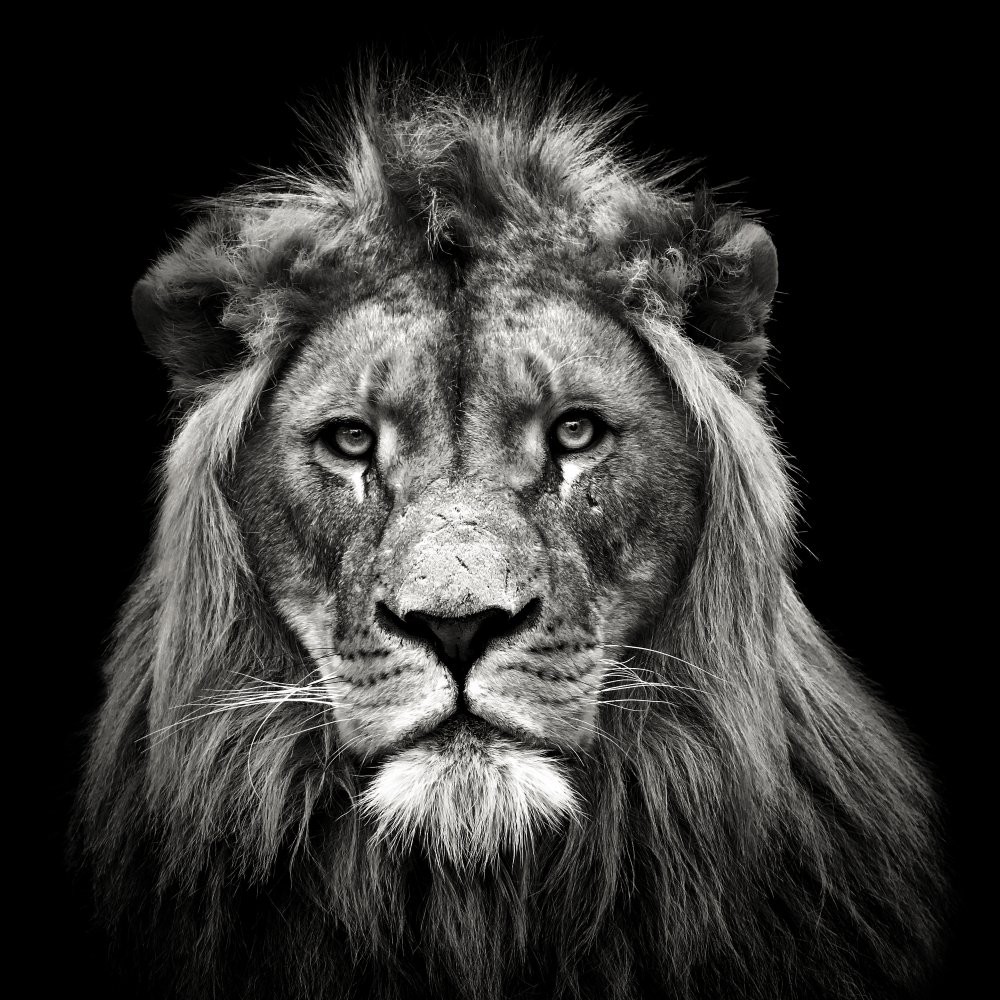 young-male-lion-poster