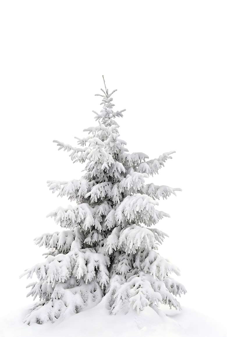 Fir tree covered snow on white background with space for text