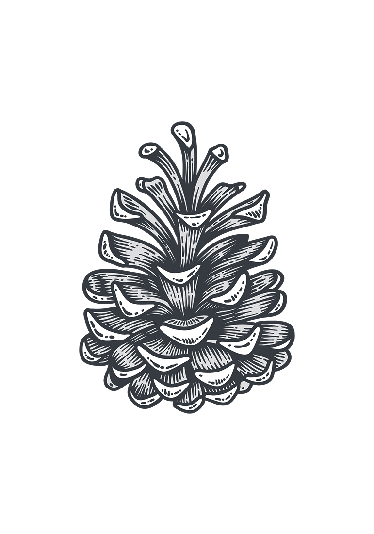 Pine Cone_02