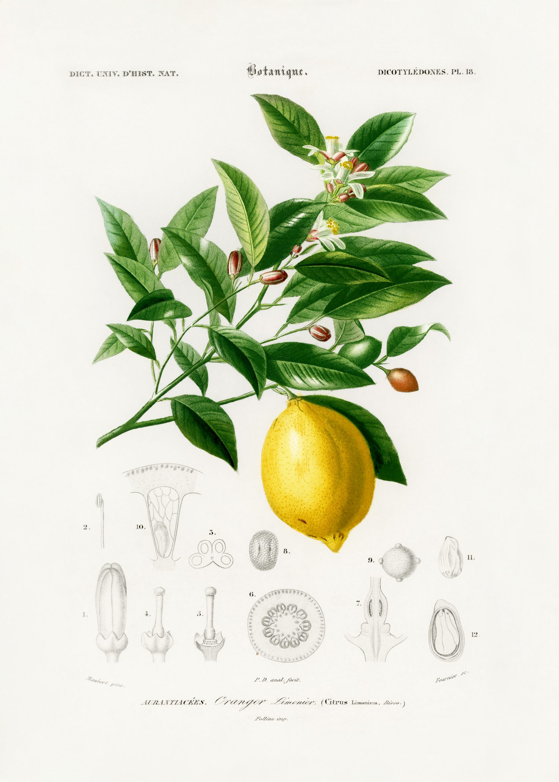Lemon (Citrus Limonium) illustrated by Charles Dessalines D’ Orb