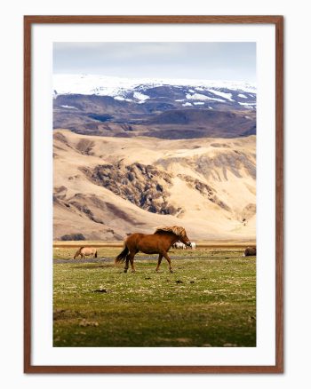 horses in iceland