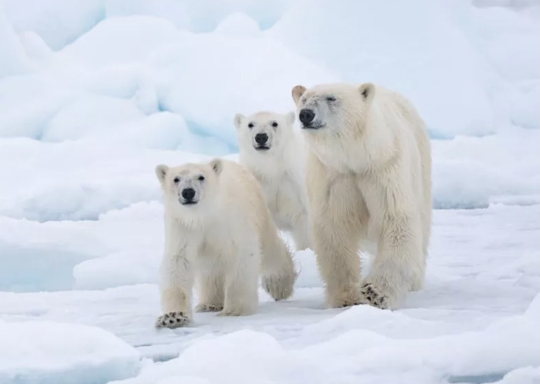 Isbjörn - internationella isbjörnsdagen