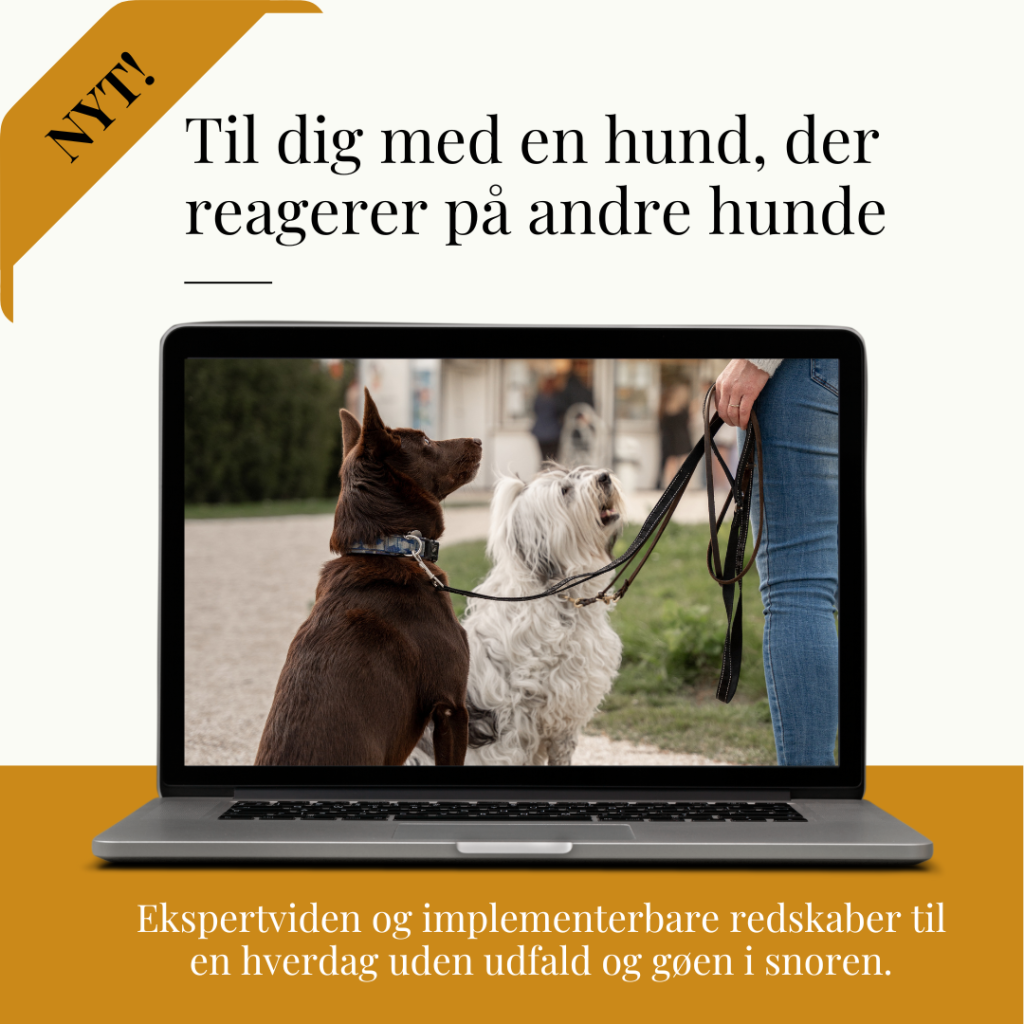 Hunden reagerer på andre hunde