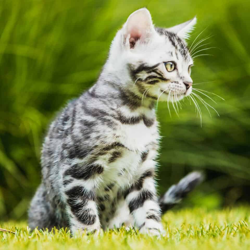 silver bengal