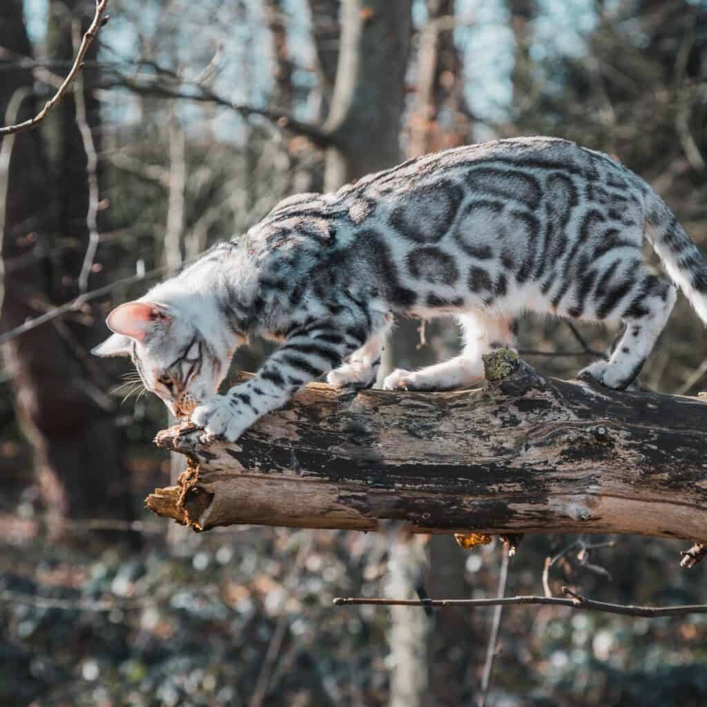 Praslin Polarstar zilver bengaal | silver bengal