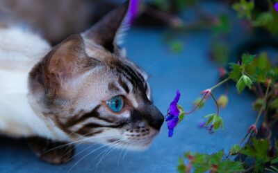 Welke planten zijn giftig voor katten