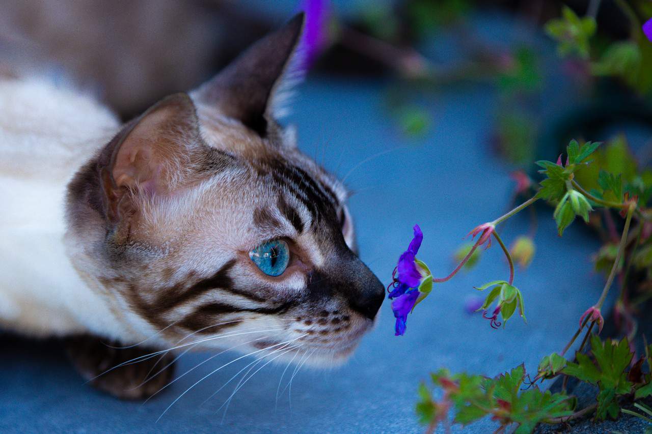 Welke planten zijn giftig voor katten Praslin Bengals