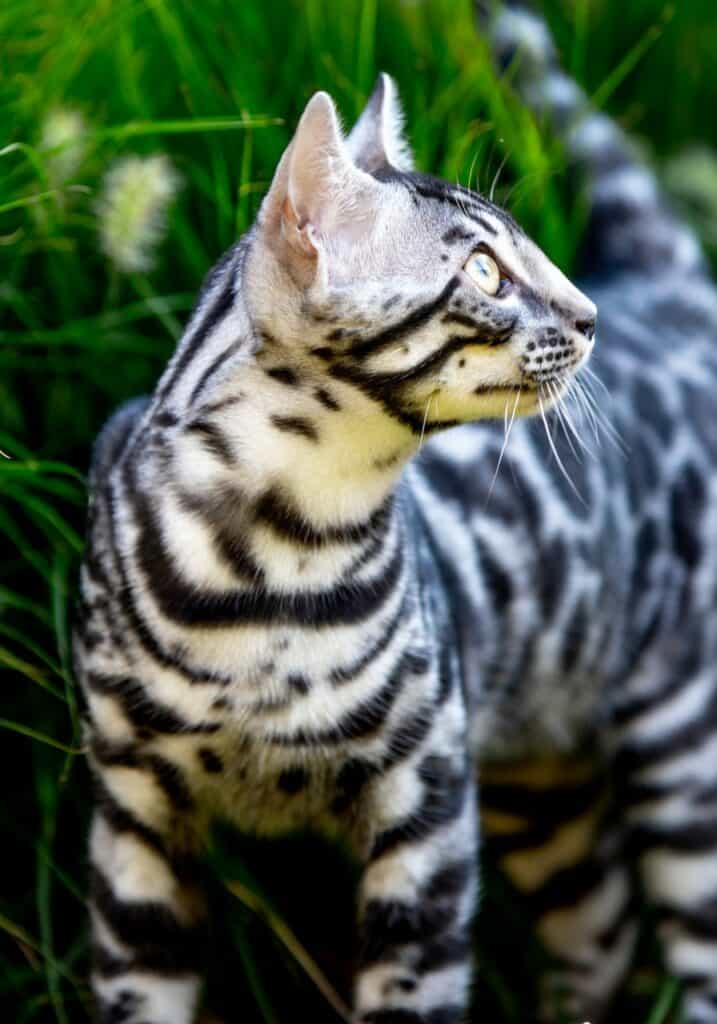 Silverstorm Ocean silver bengal | silver bengal