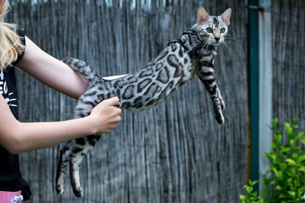 New Escada Oculus silver bengal | silver bengal