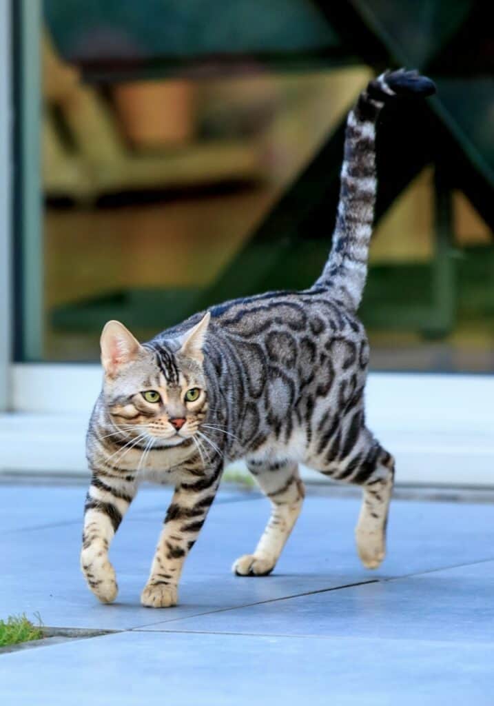 Gadget Ashquindi silver bengal stud | silver bengal stud