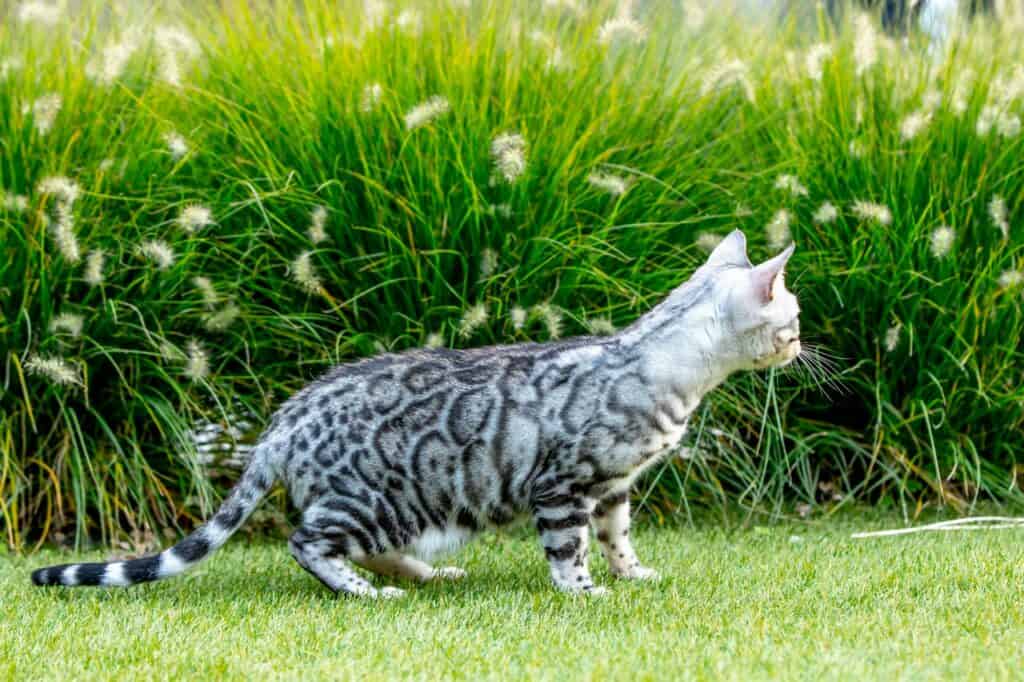2U5A3245_sc Silverbell silver bengal | silver bengal