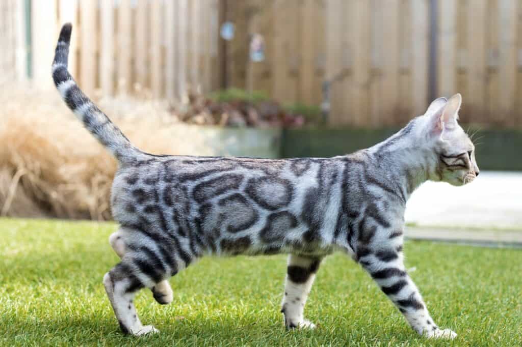 Praslin Polarstar zilver bengaal | silver bengal