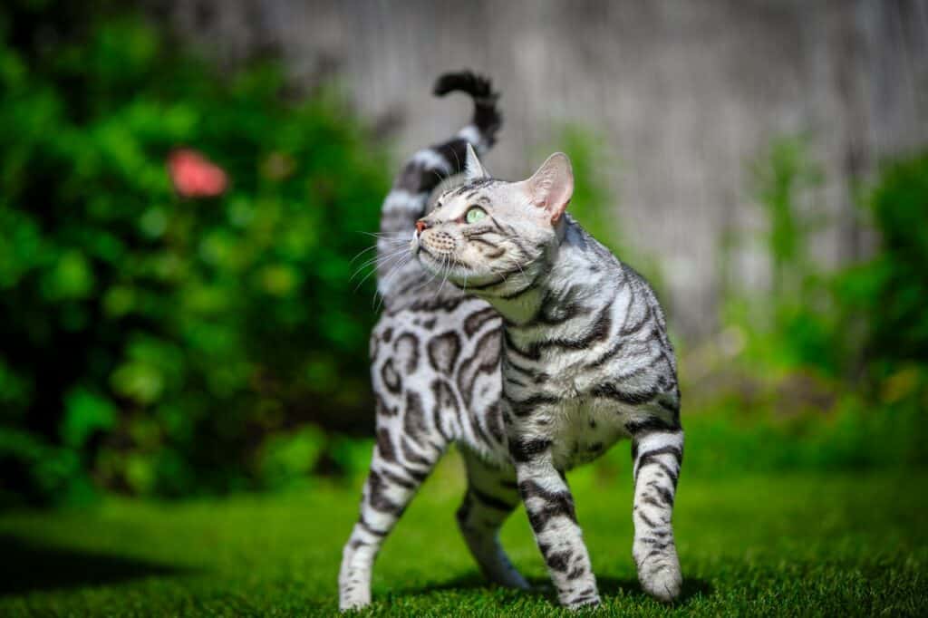 Ambersands Mustang zilver bengaal | silver bengal