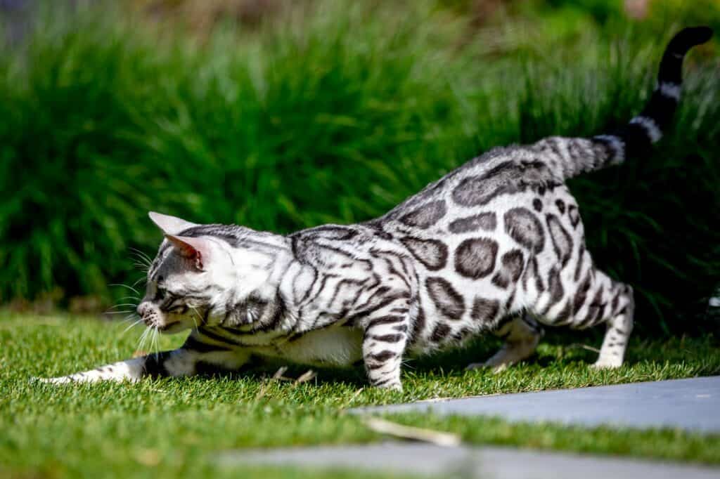 Ambersands Mustang zilver bengaal | silver bengal