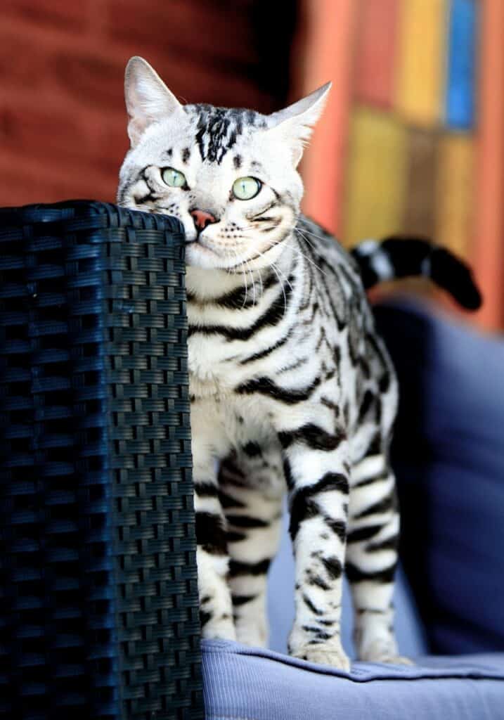 Ambersands Mustang zilver bengaal | silver bengal