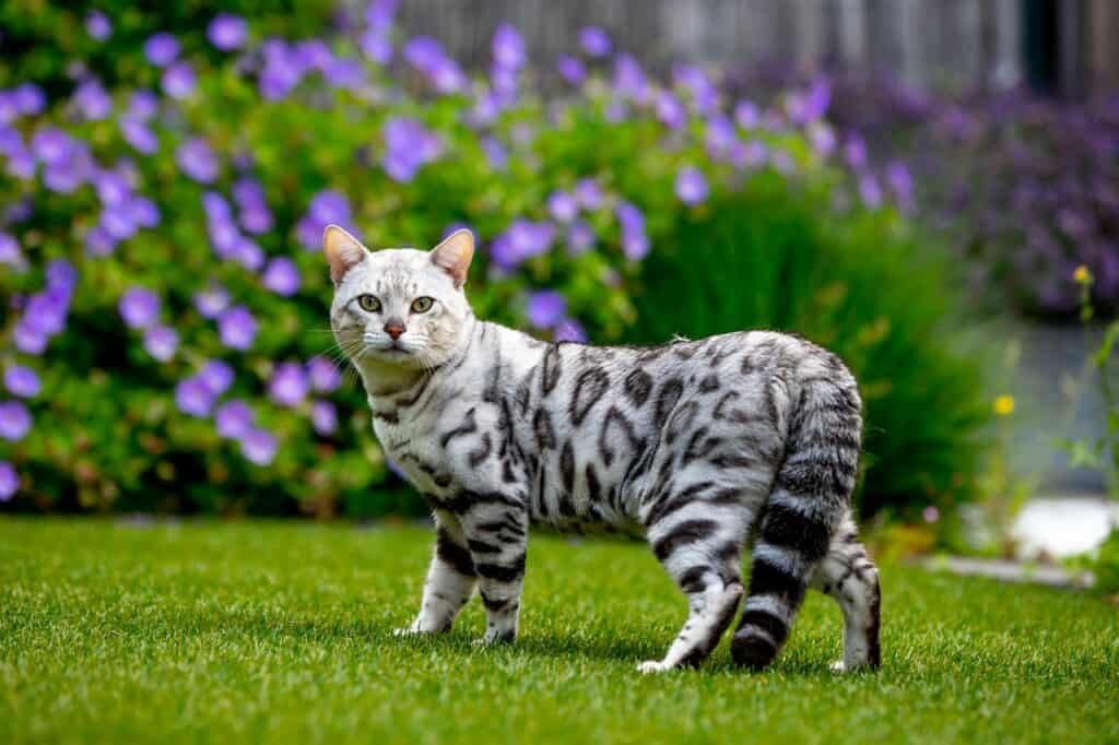 Mustang silver bengal | silver bengal